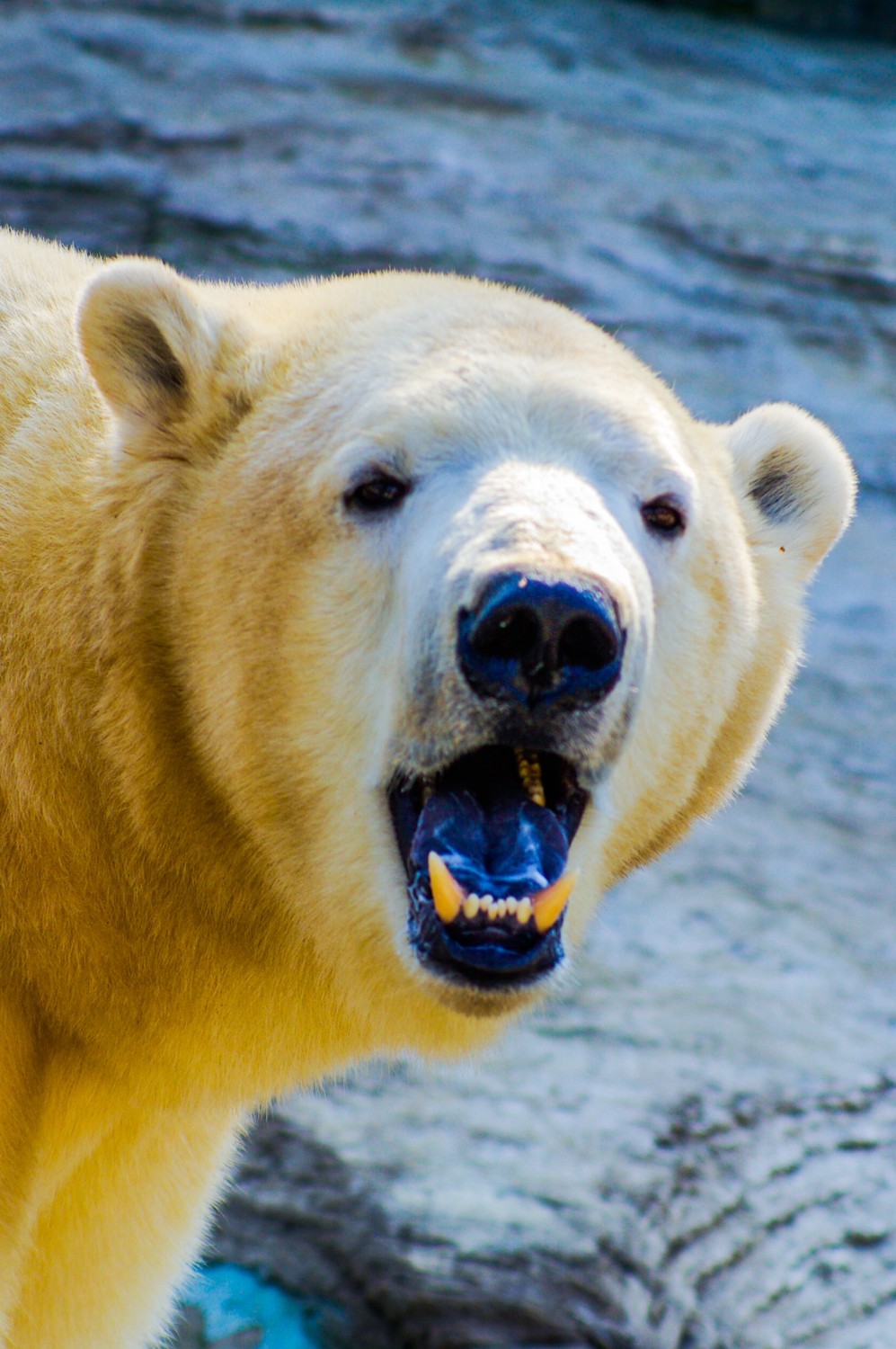 动物------猴、鹰、北极熊和浣熊
