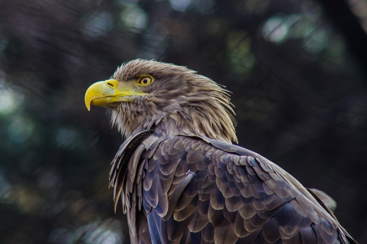 动物------猴、鹰、北极熊和浣熊