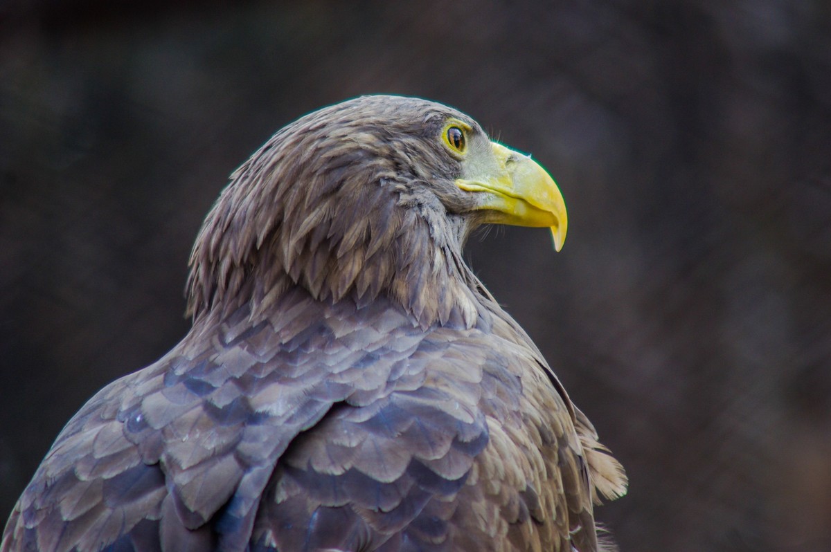 动物------猴、鹰、北极熊和浣熊