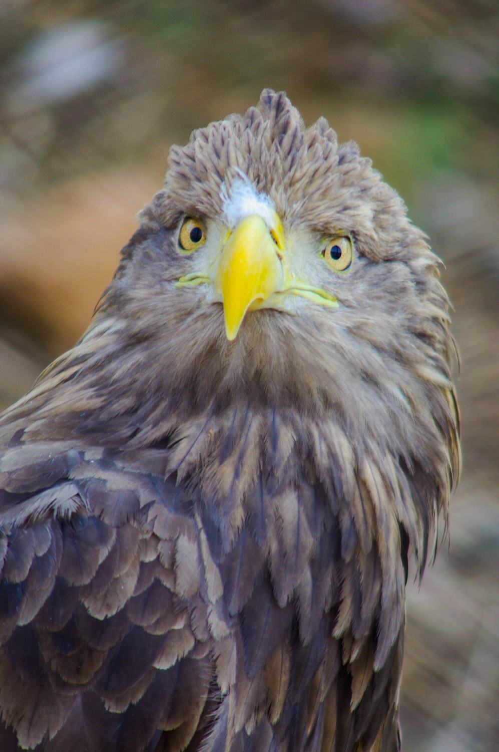动物------猴、鹰、北极熊和浣熊