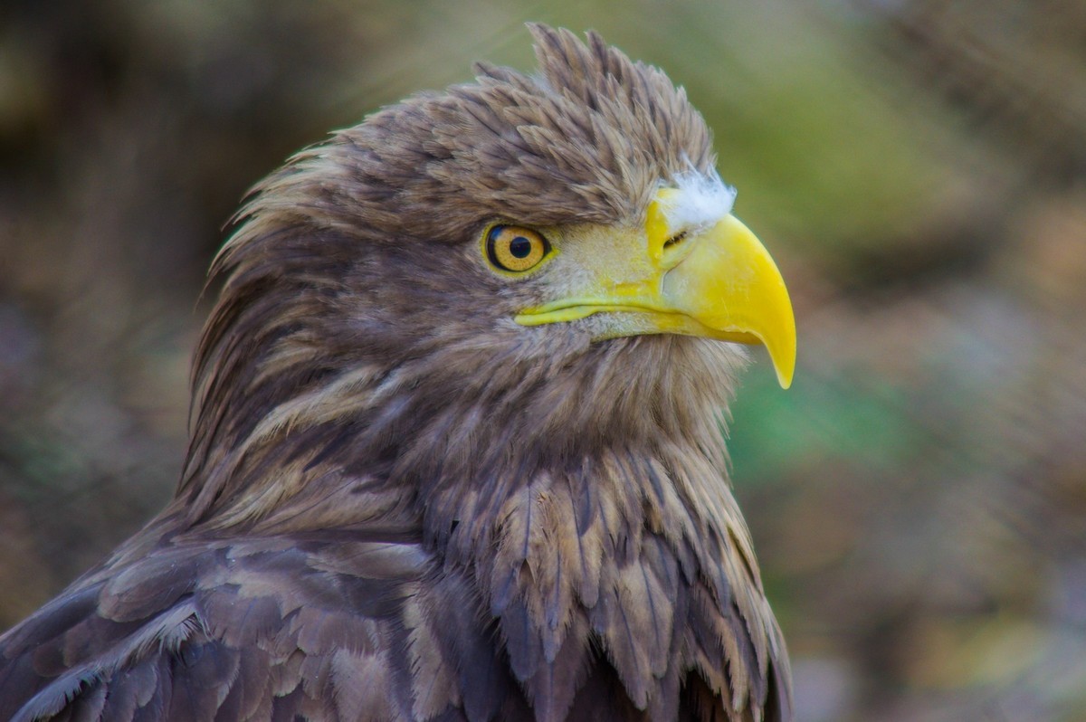 动物------猴、鹰、北极熊和浣熊