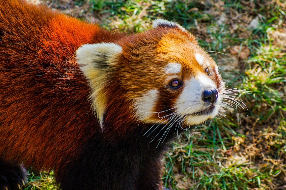 动物------猴、鹰、北极熊和浣熊