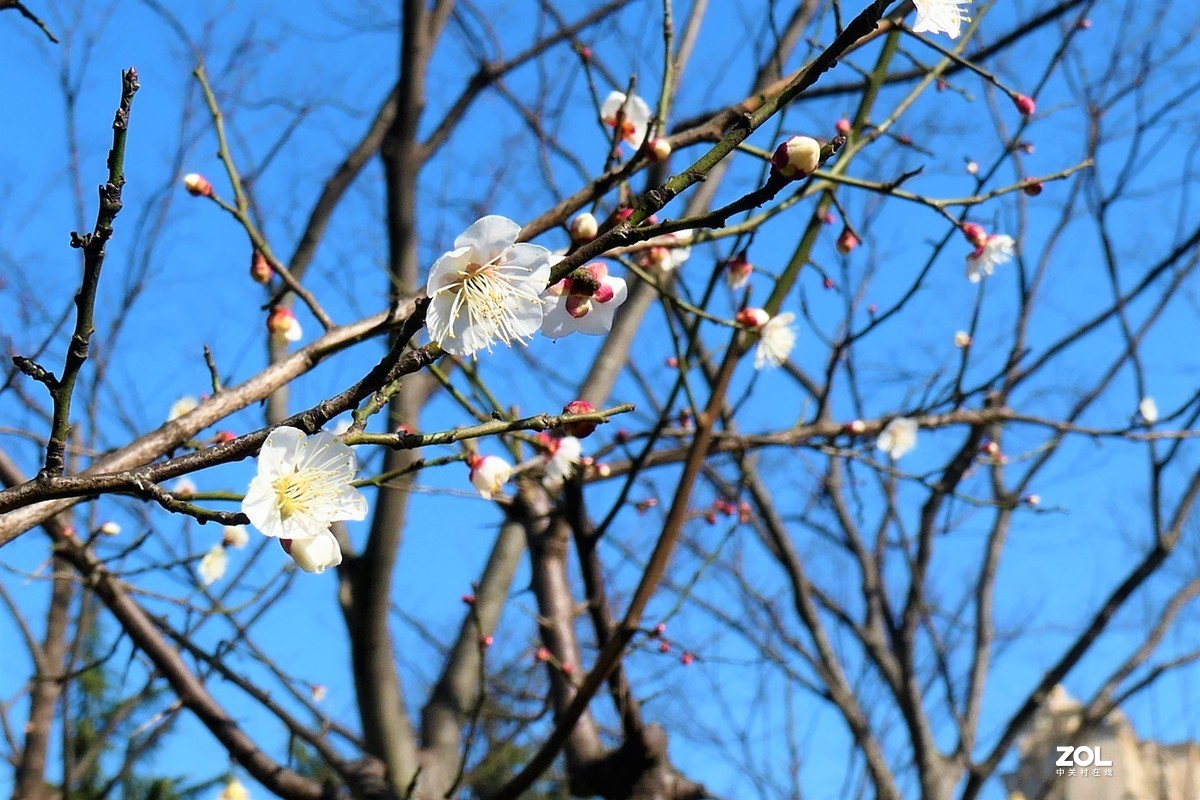 【梅姿艳香】——摄于上海伊利公园