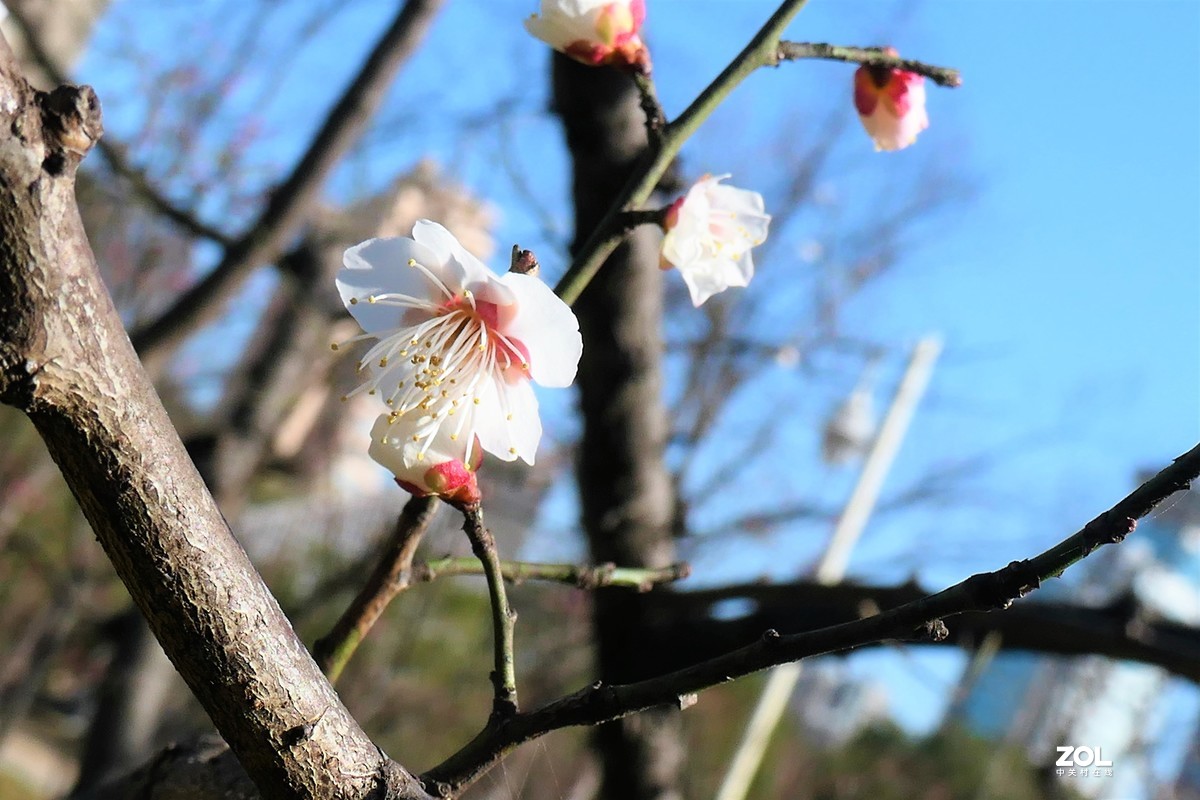 【梅姿艳香】——摄于上海伊利公园