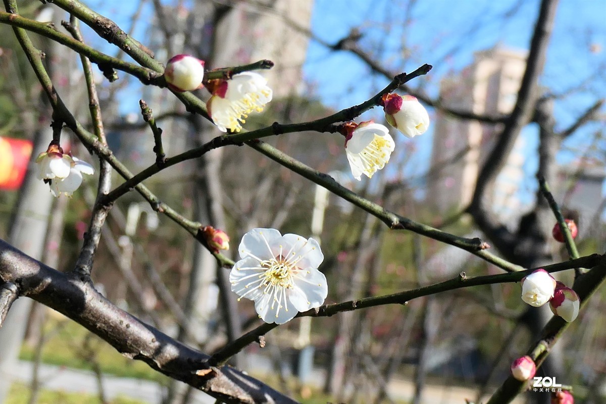 【梅姿艳香】——摄于上海伊利公园