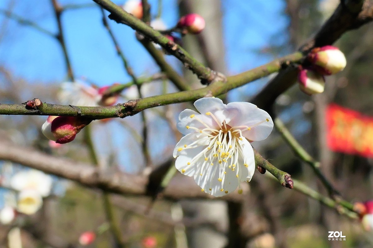 【梅姿艳香】——摄于上海伊利公园