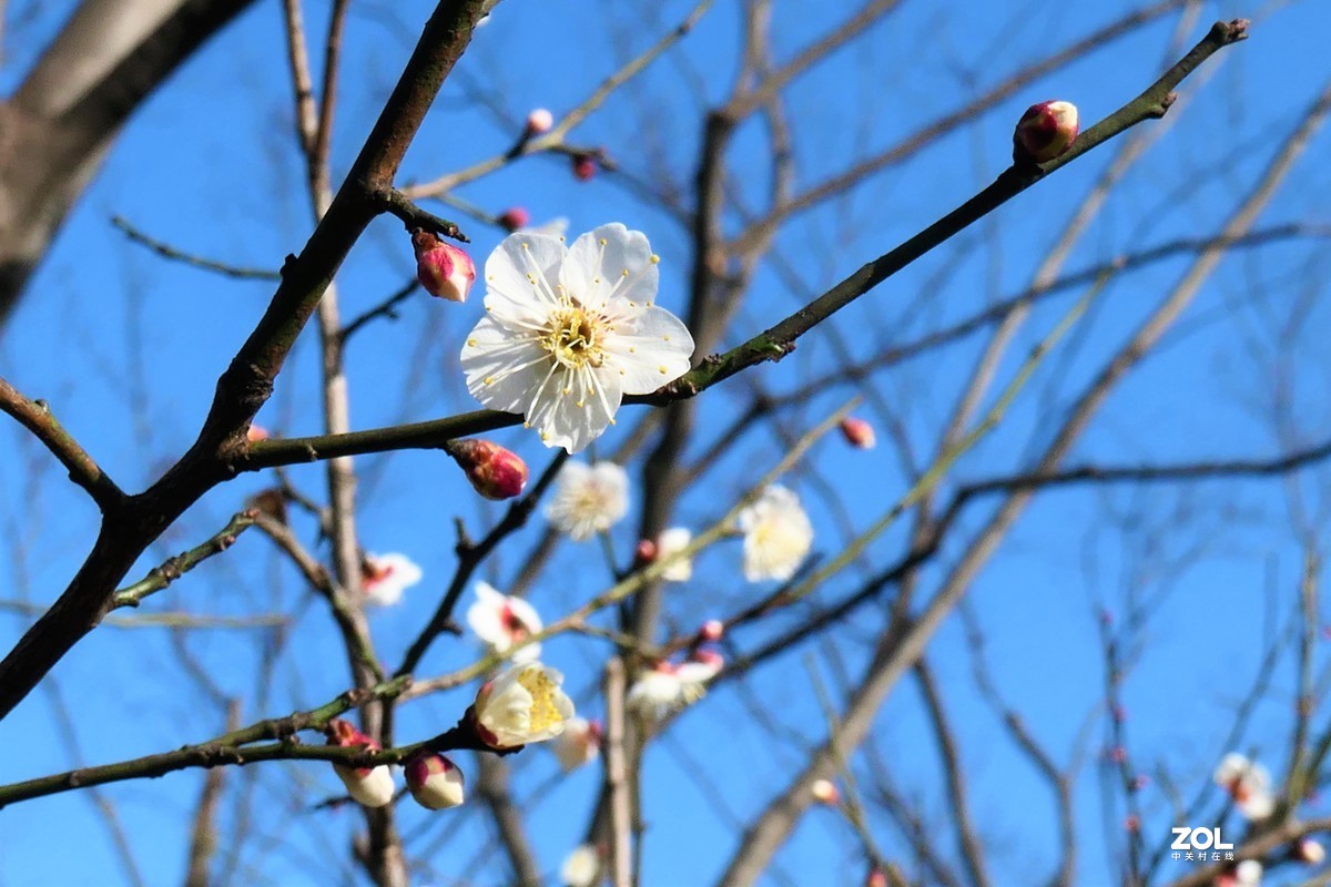【梅姿艳香】——摄于上海伊利公园