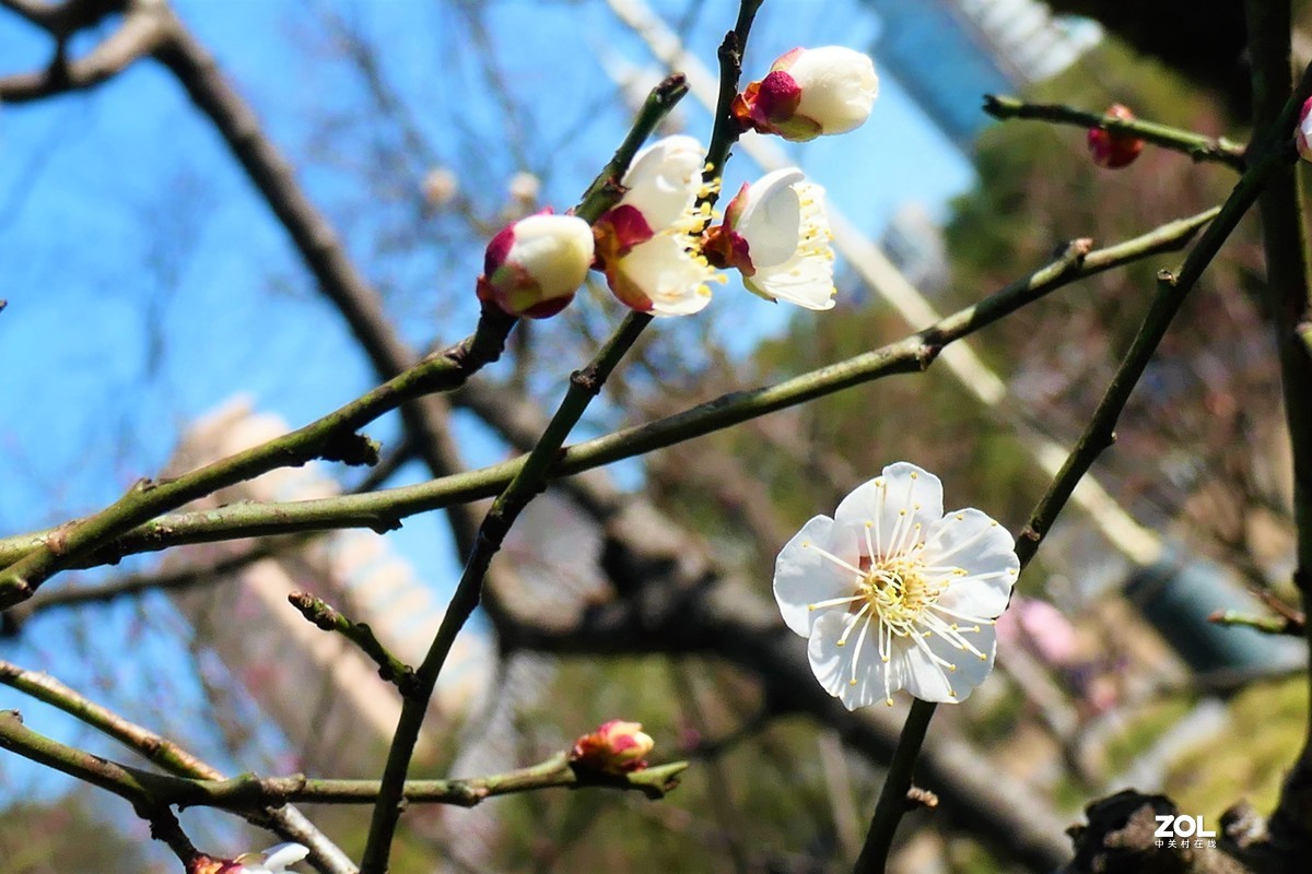 【梅姿艳香】——摄于上海伊利公园