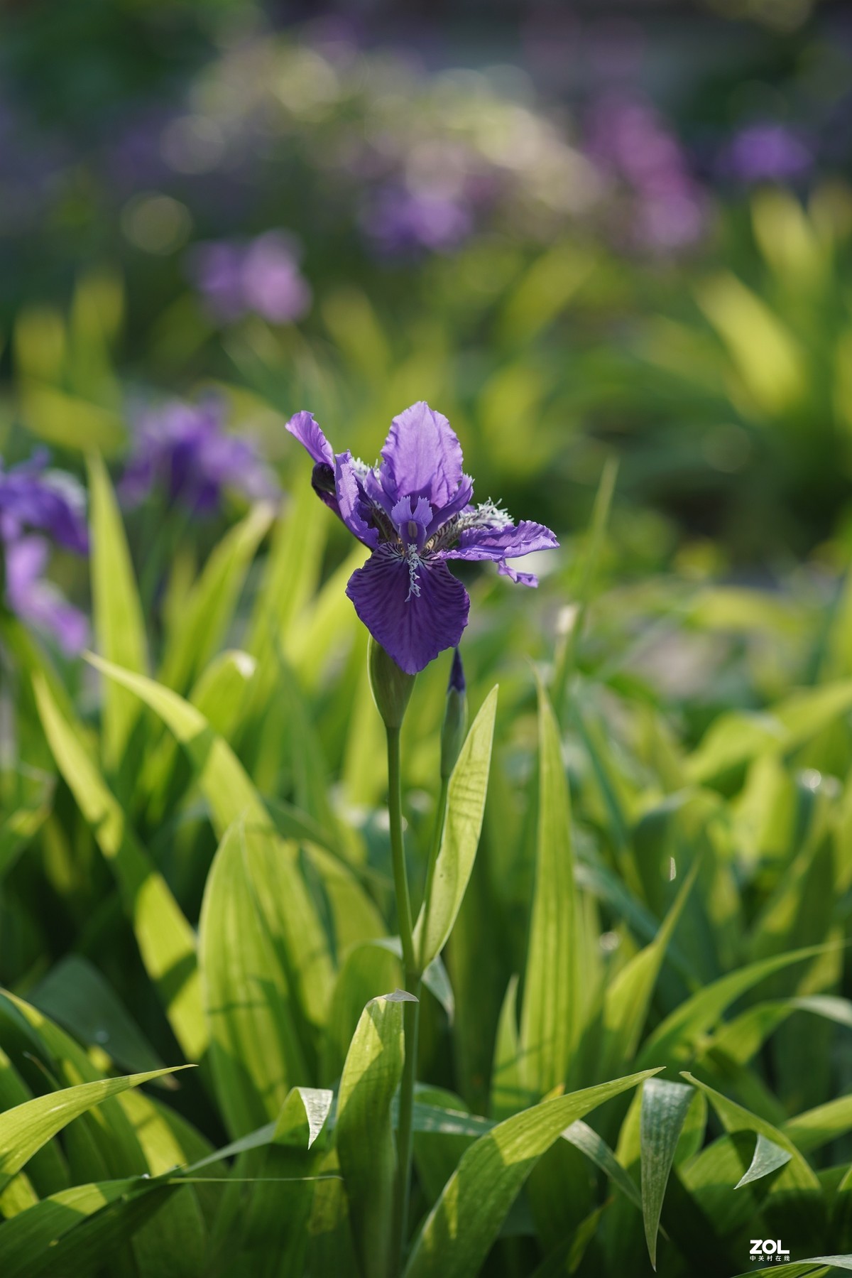 摇曳多姿的鸢尾兰-中关村在线摄影论坛