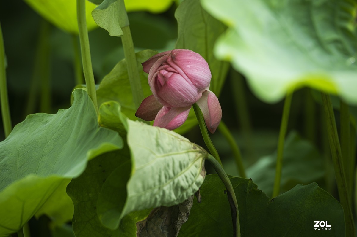 新荷带雨更妖娆