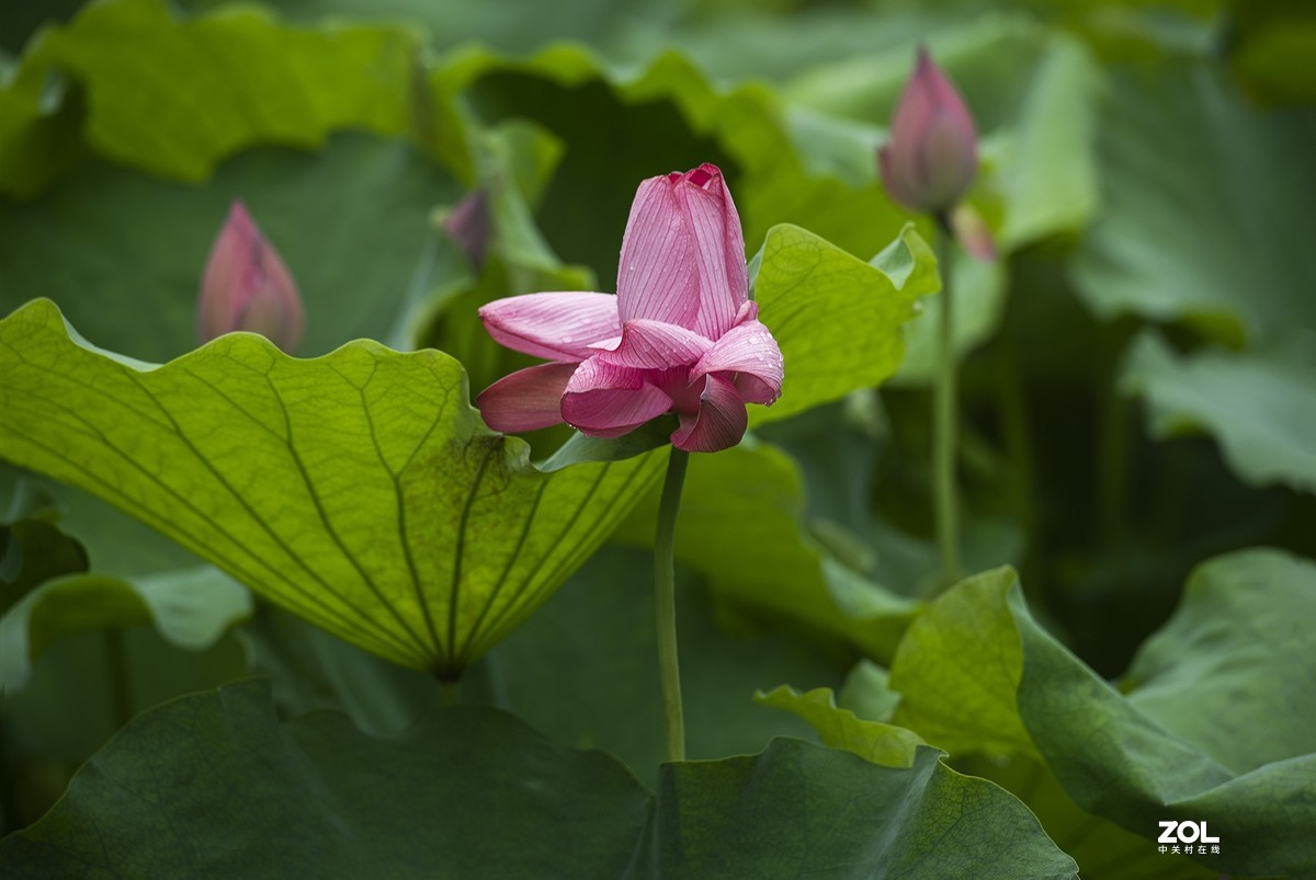 新荷带雨更妖娆