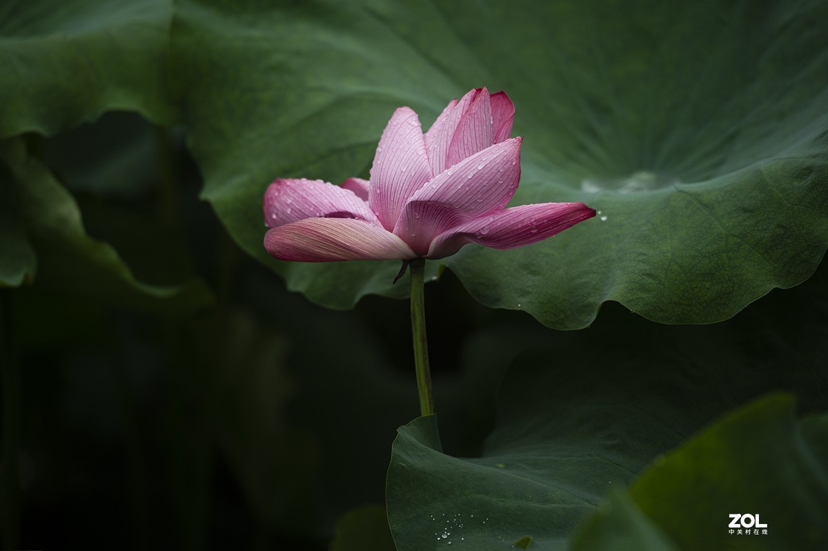 新荷带雨更妖娆