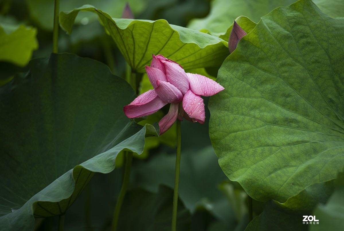 新荷带雨更妖娆
