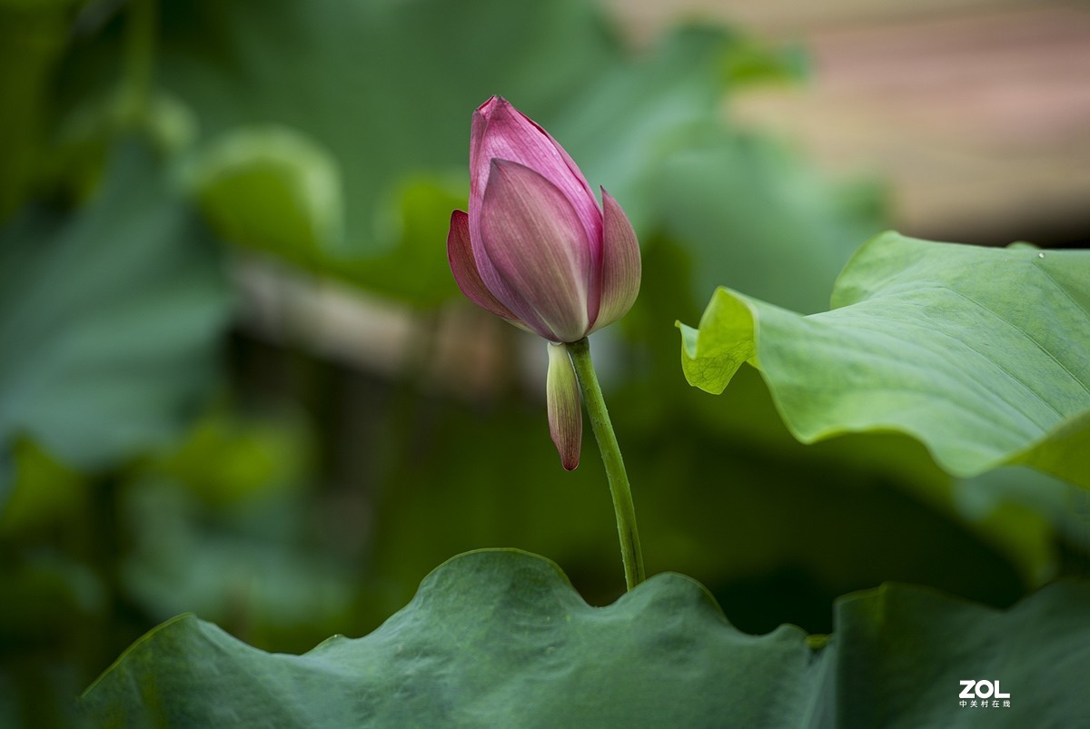 新荷带雨更妖娆