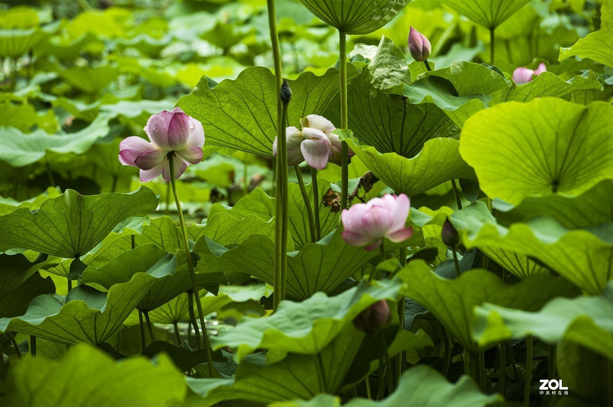 新荷带雨更妖娆