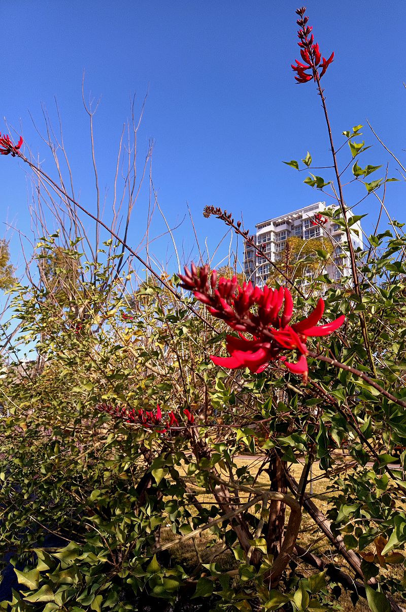 逛路没带相机，用手机拍了几张