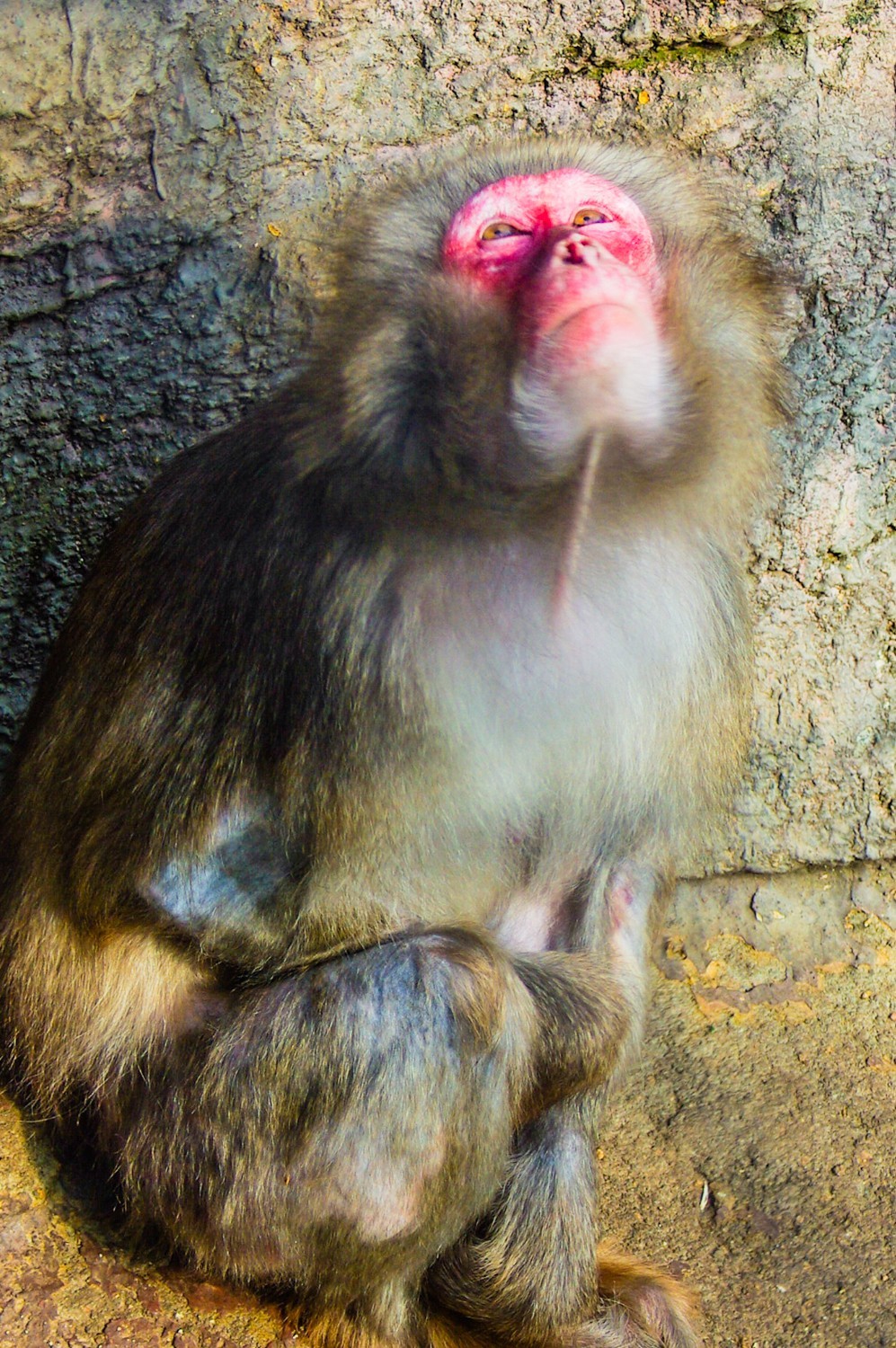 动物------猴、鹰、北极熊和浣熊