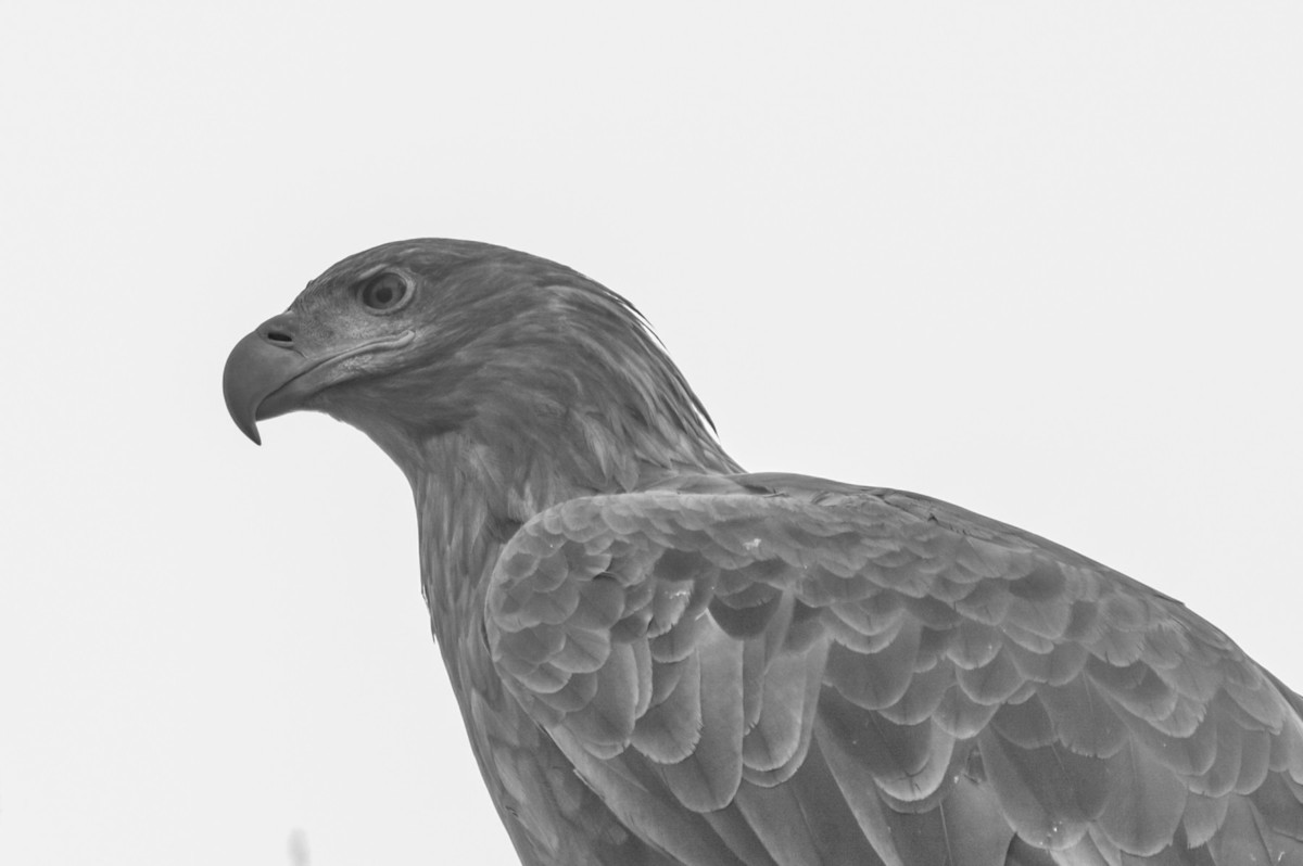 动物------猴、鹰、北极熊和浣熊