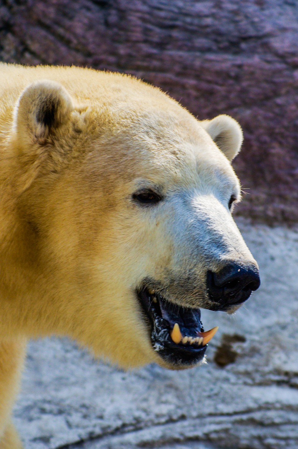 动物------猴、鹰、北极熊和浣熊