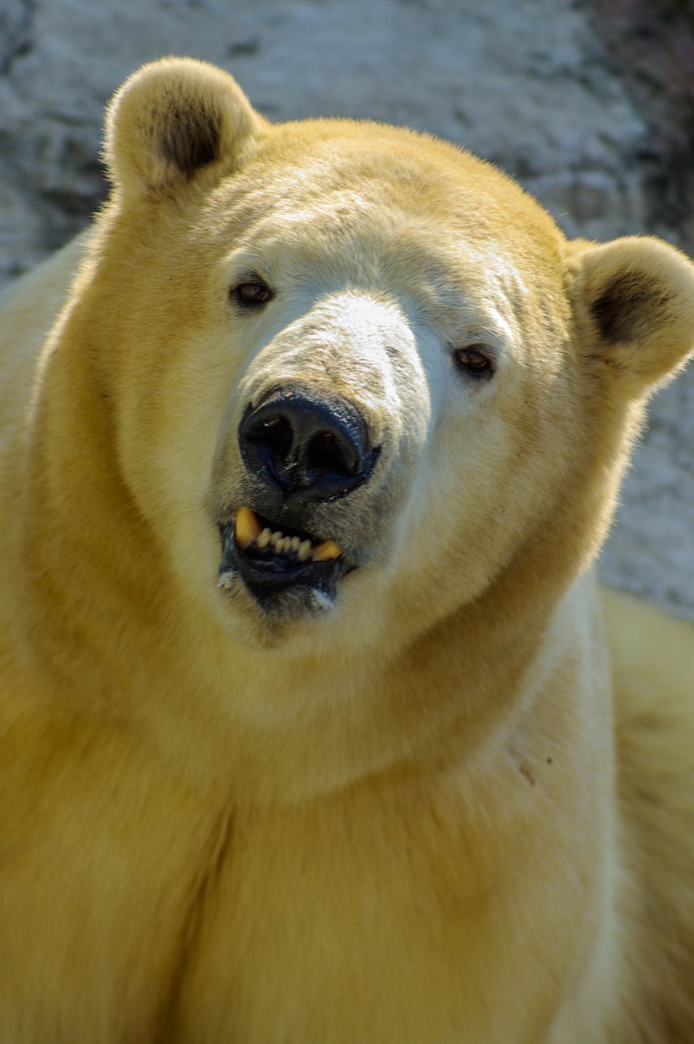 动物------猴、鹰、北极熊和浣熊