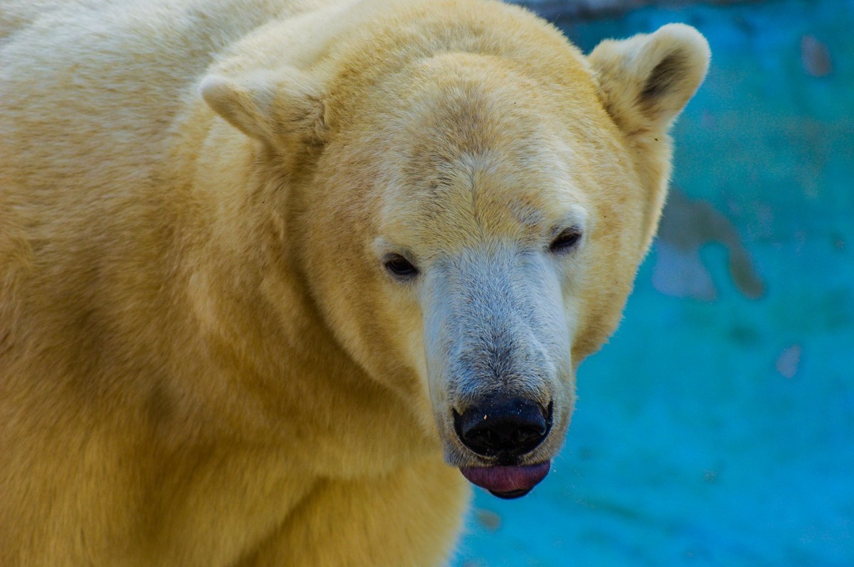 动物------猴、鹰、北极熊和浣熊
