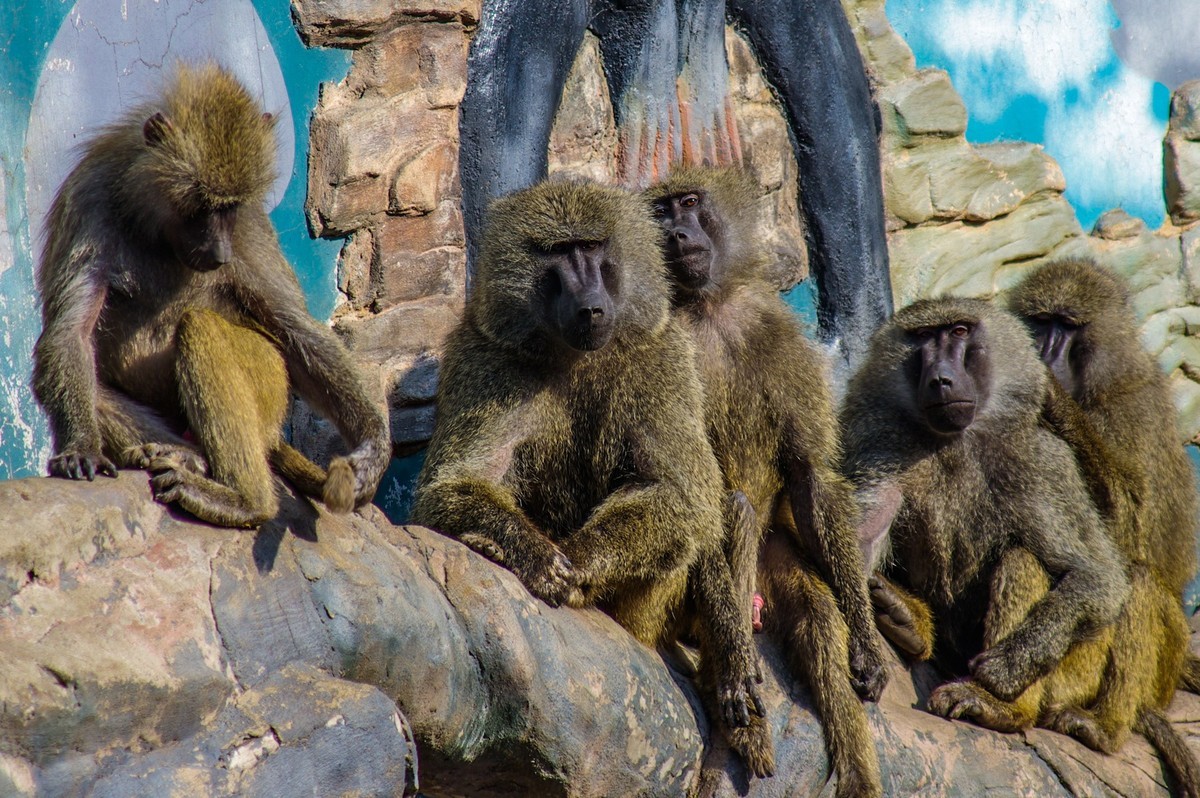动物------猴、鹰、北极熊和浣熊