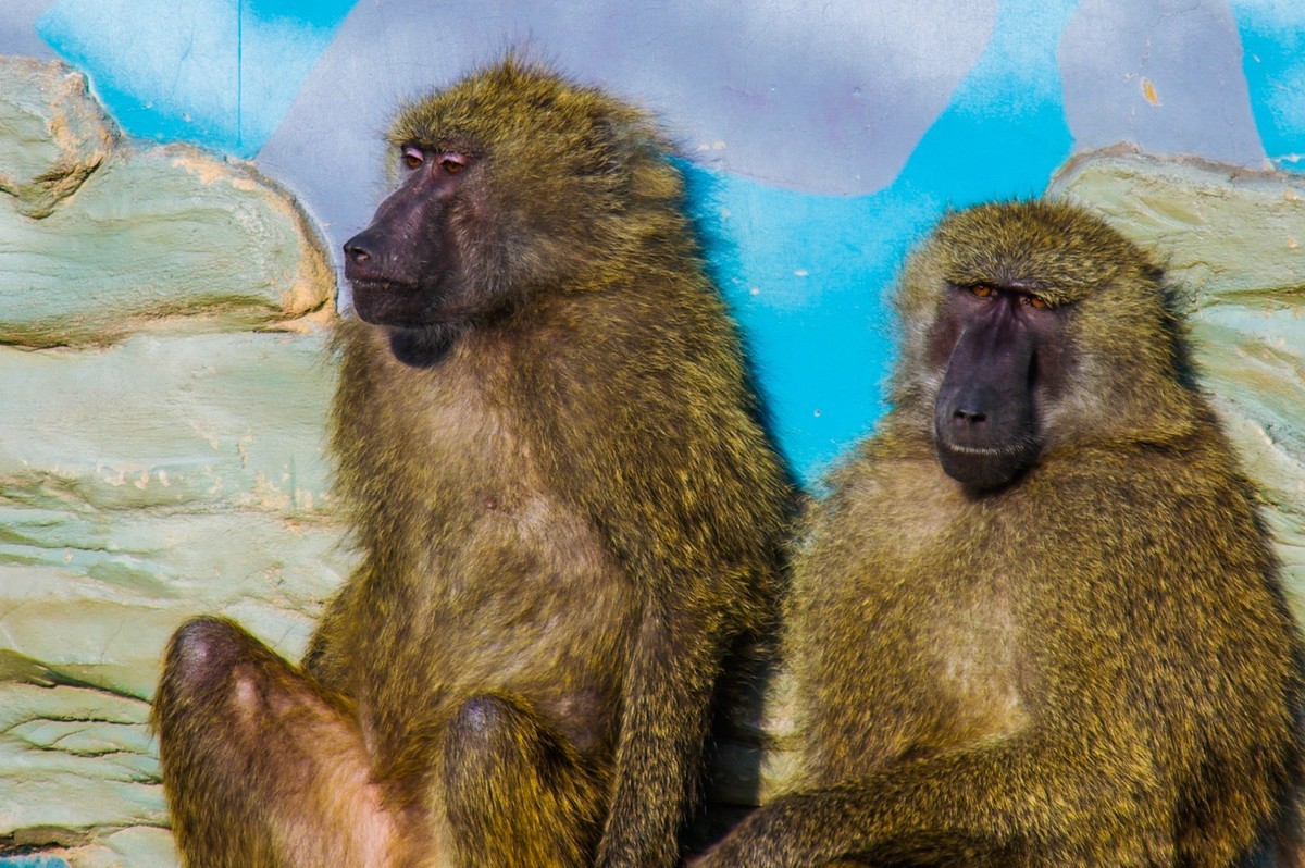 动物------猴、鹰、北极熊和浣熊