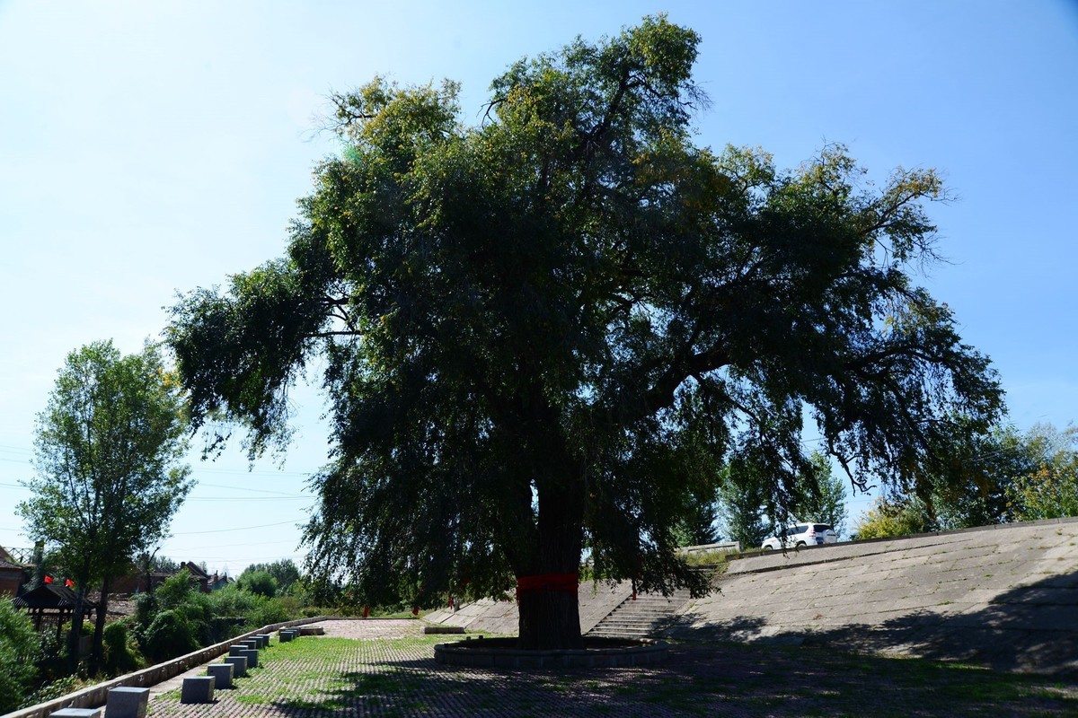 沿江游拍大榆树村