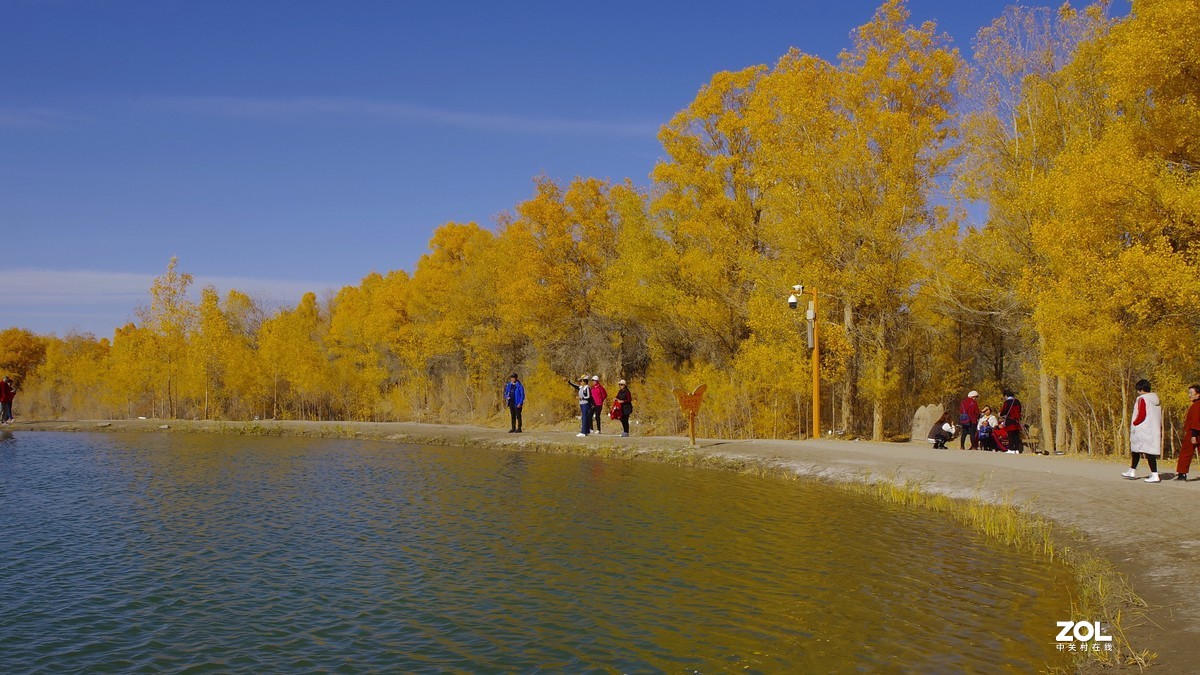 甘肃--金塔胡杨林【六】