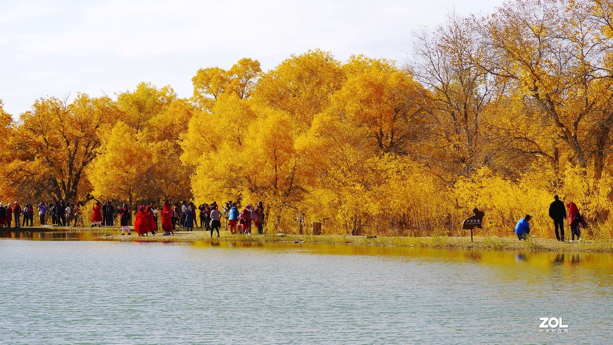 甘肃--金塔胡杨林【六】