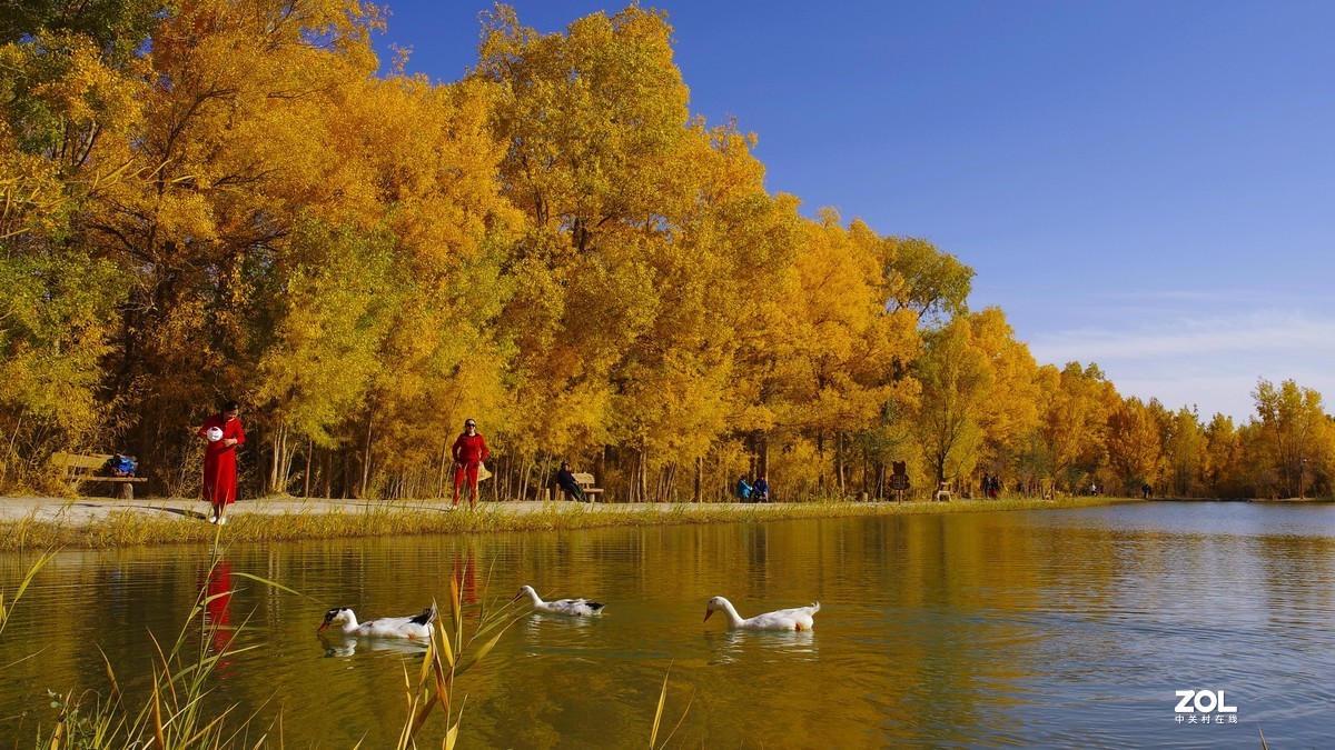 甘肃--金塔胡杨林【六】