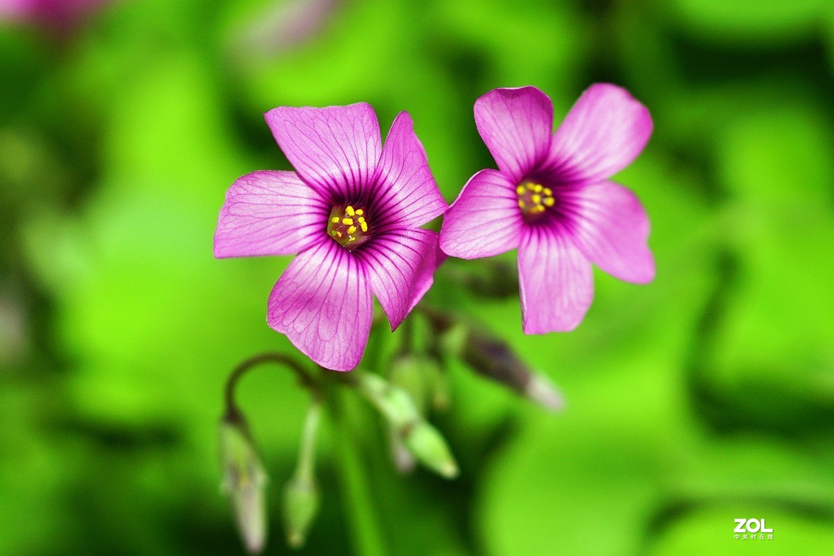 红花醡浆草（二）