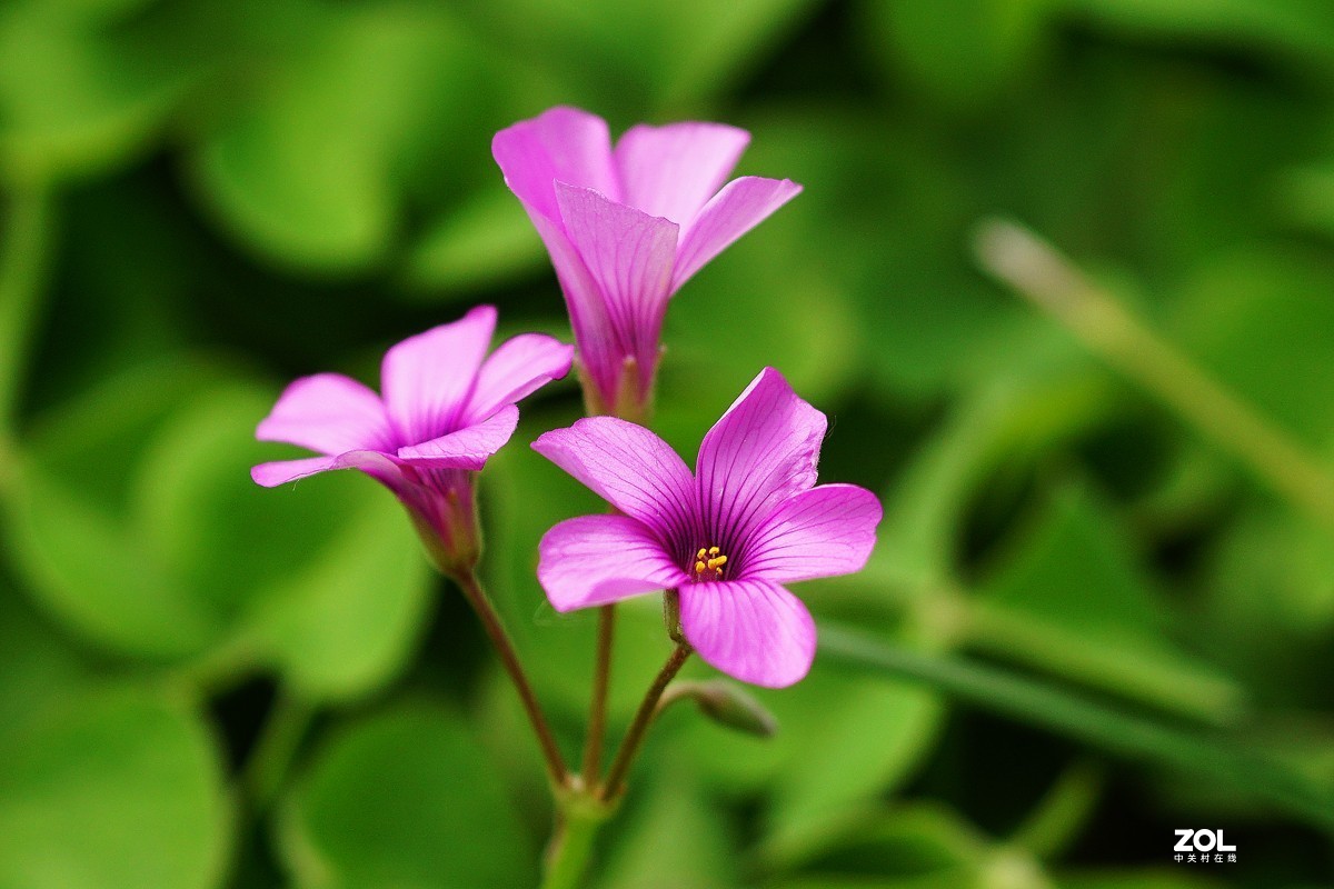 红花醡浆草（二）