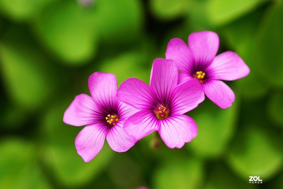 红花醡浆草（二）