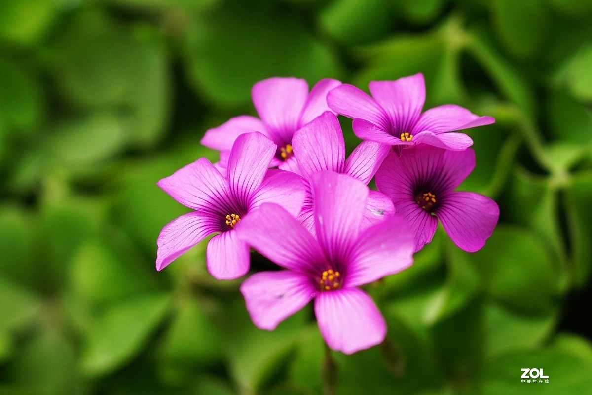 红花醡浆草（二）