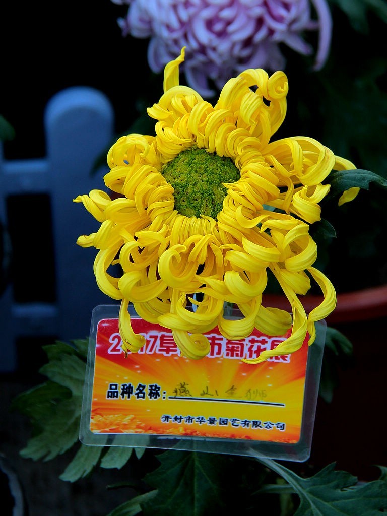 金秋赏菊-35