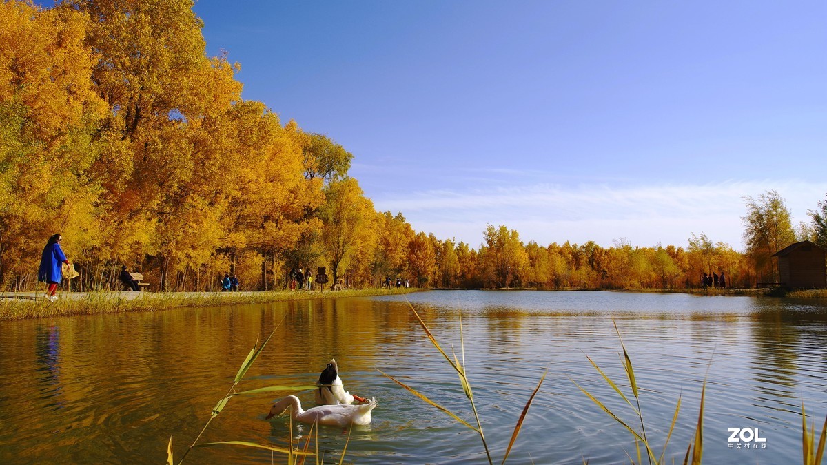 甘肃--金塔胡杨林【六】