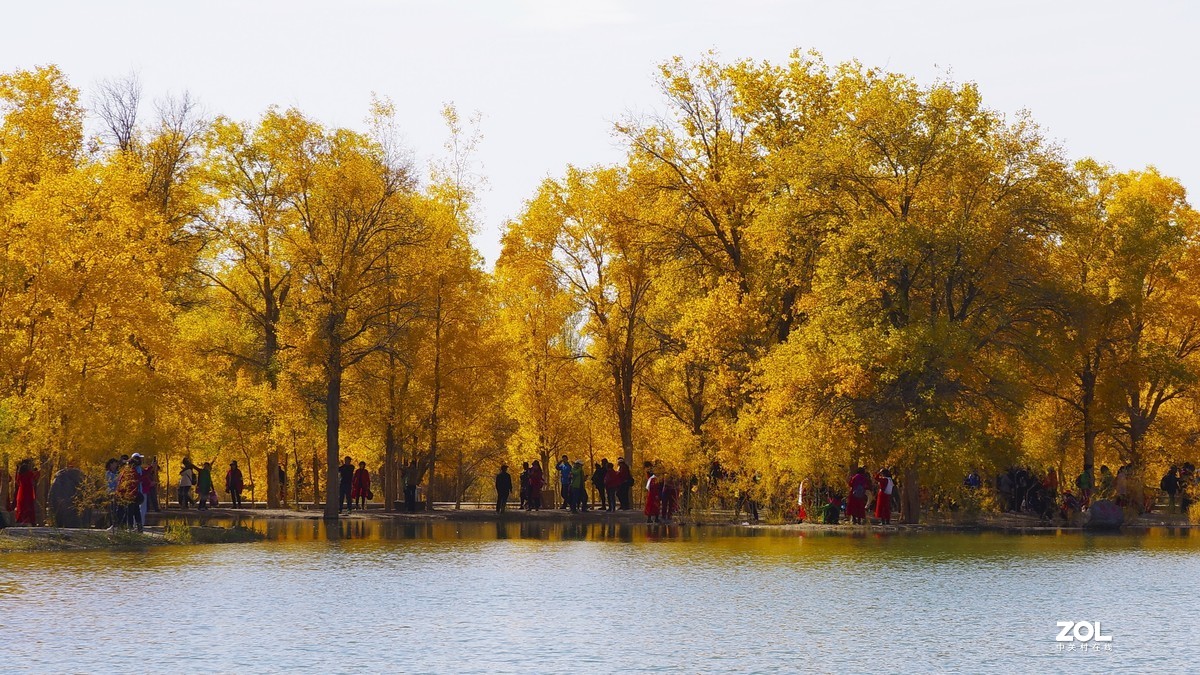 甘肃--金塔胡杨林【六】