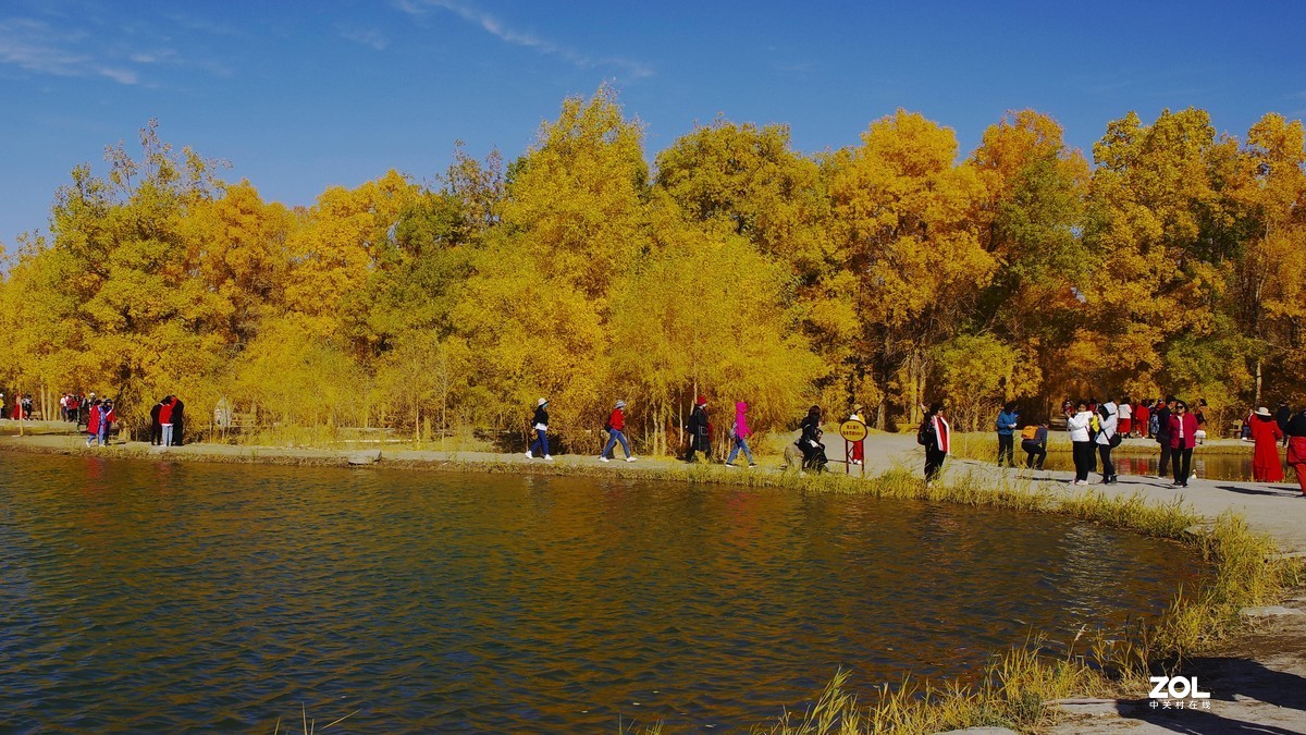 甘肃--金塔胡杨林【六】