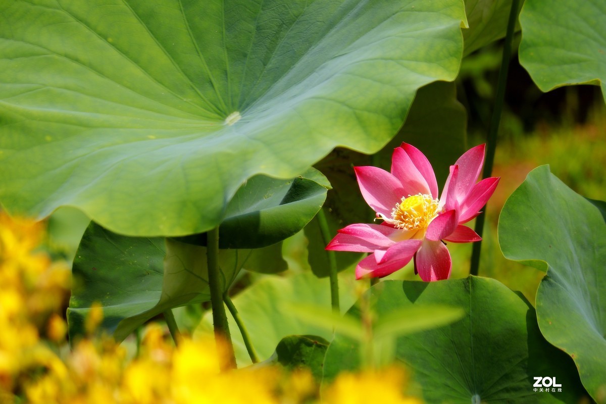 淝水初荷