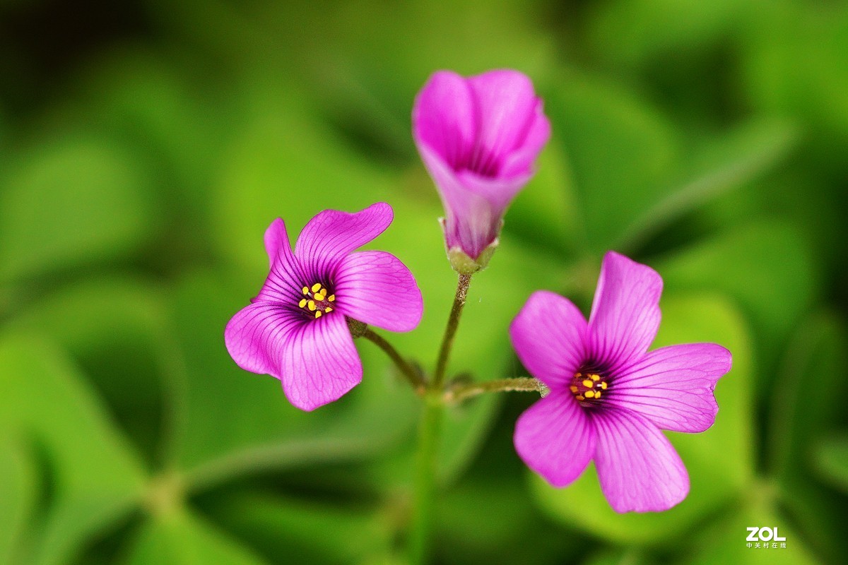 红花醡浆草（二）