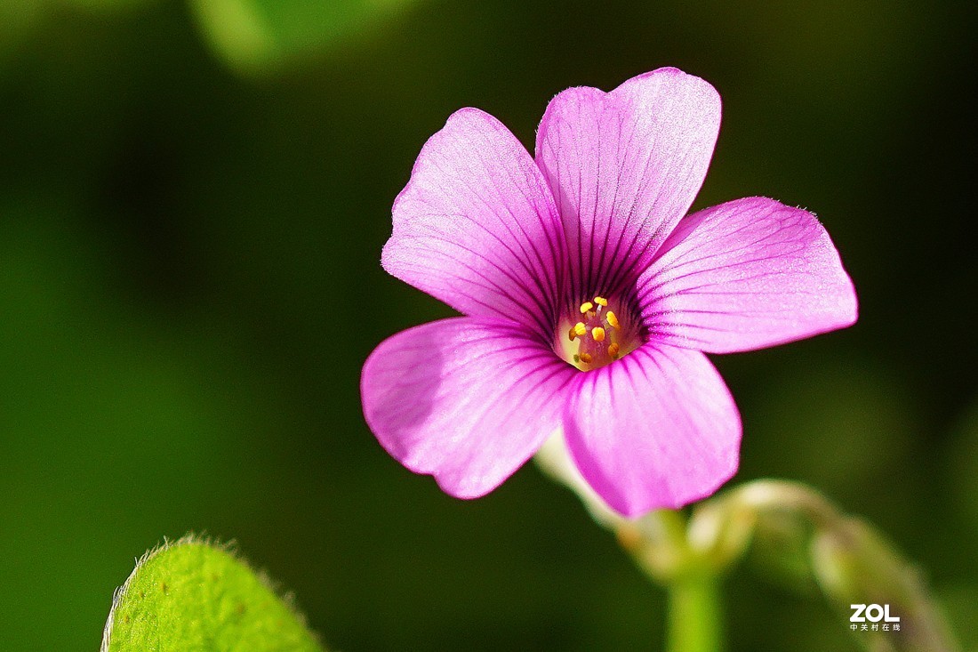红花醡浆草（二）