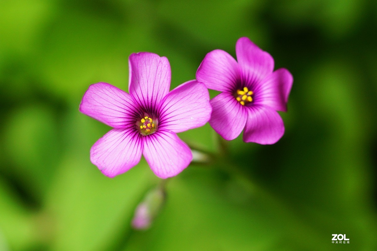 红花醡浆草（二）
