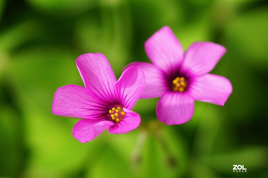红花醡浆草（二）