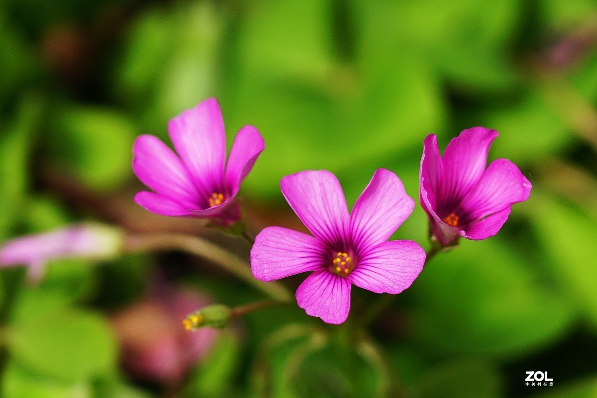 红花醡浆草（二）