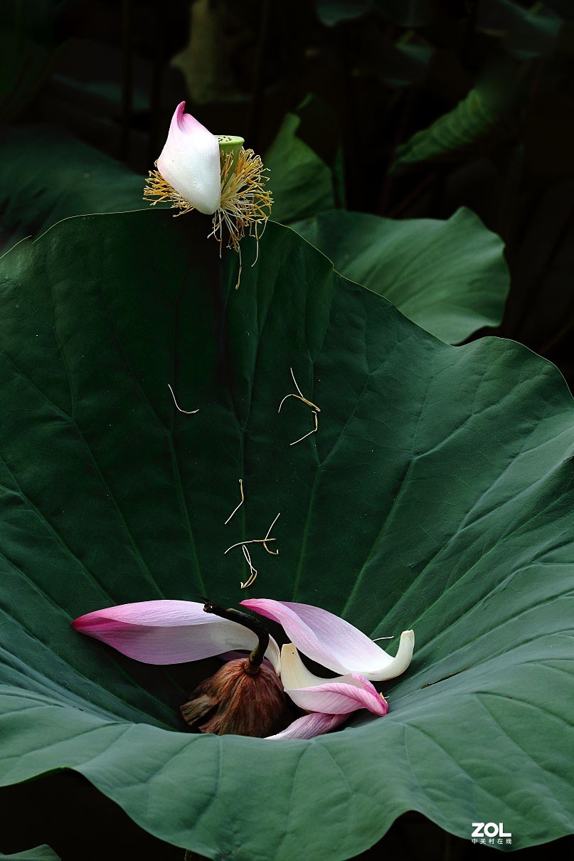 携荷花一组感谢目的不一版主支持……