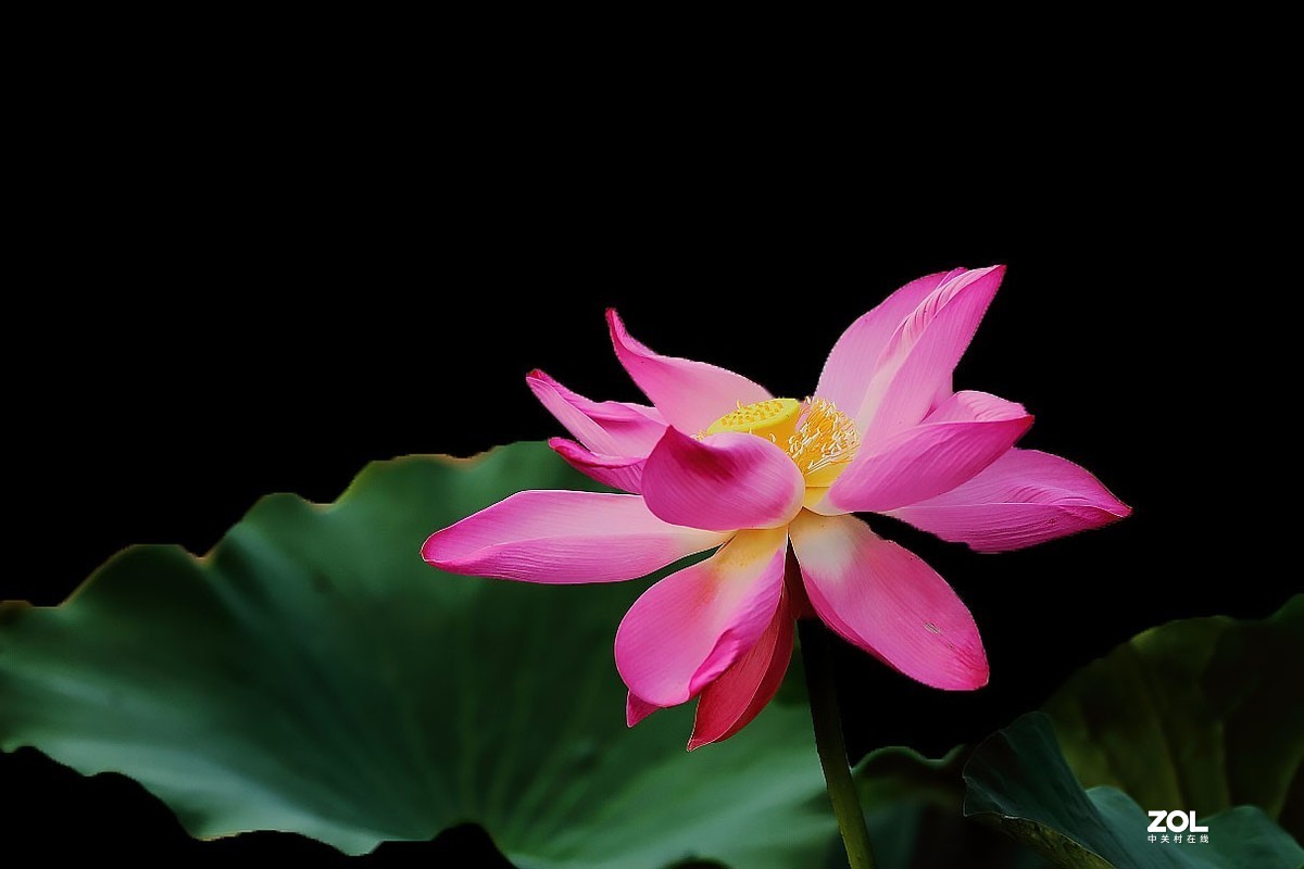 携荷花一组感谢目的不一版主支持……