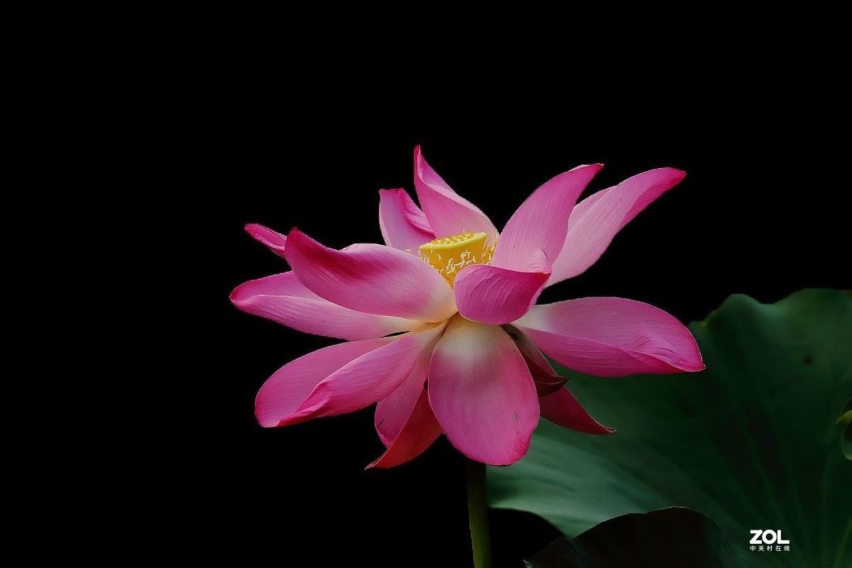 携荷花一组感谢目的不一版主支持……