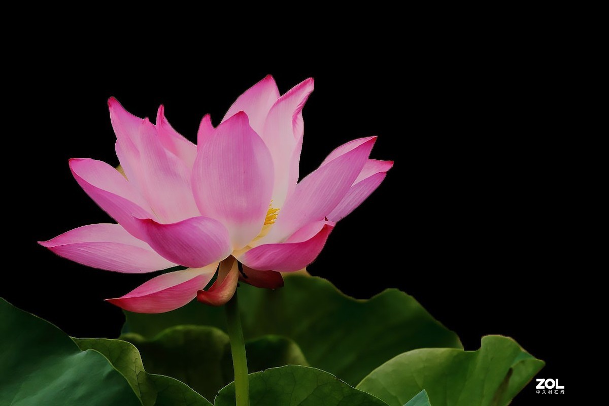 携荷花一组感谢目的不一版主支持……