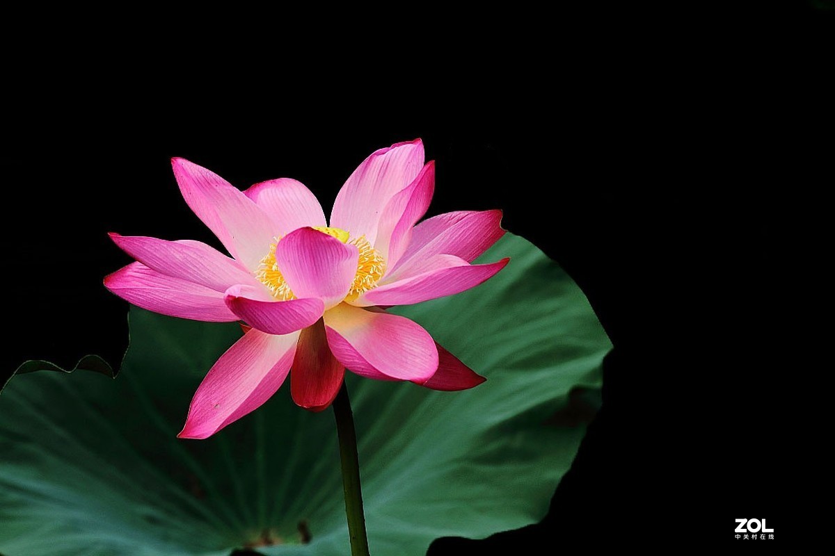 携荷花一组感谢目的不一版主支持……